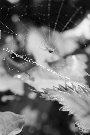  SPIDERS WEB